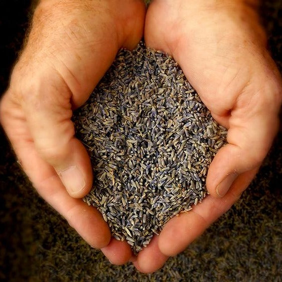 lavender seeds per pound Lavender Buds by the pound